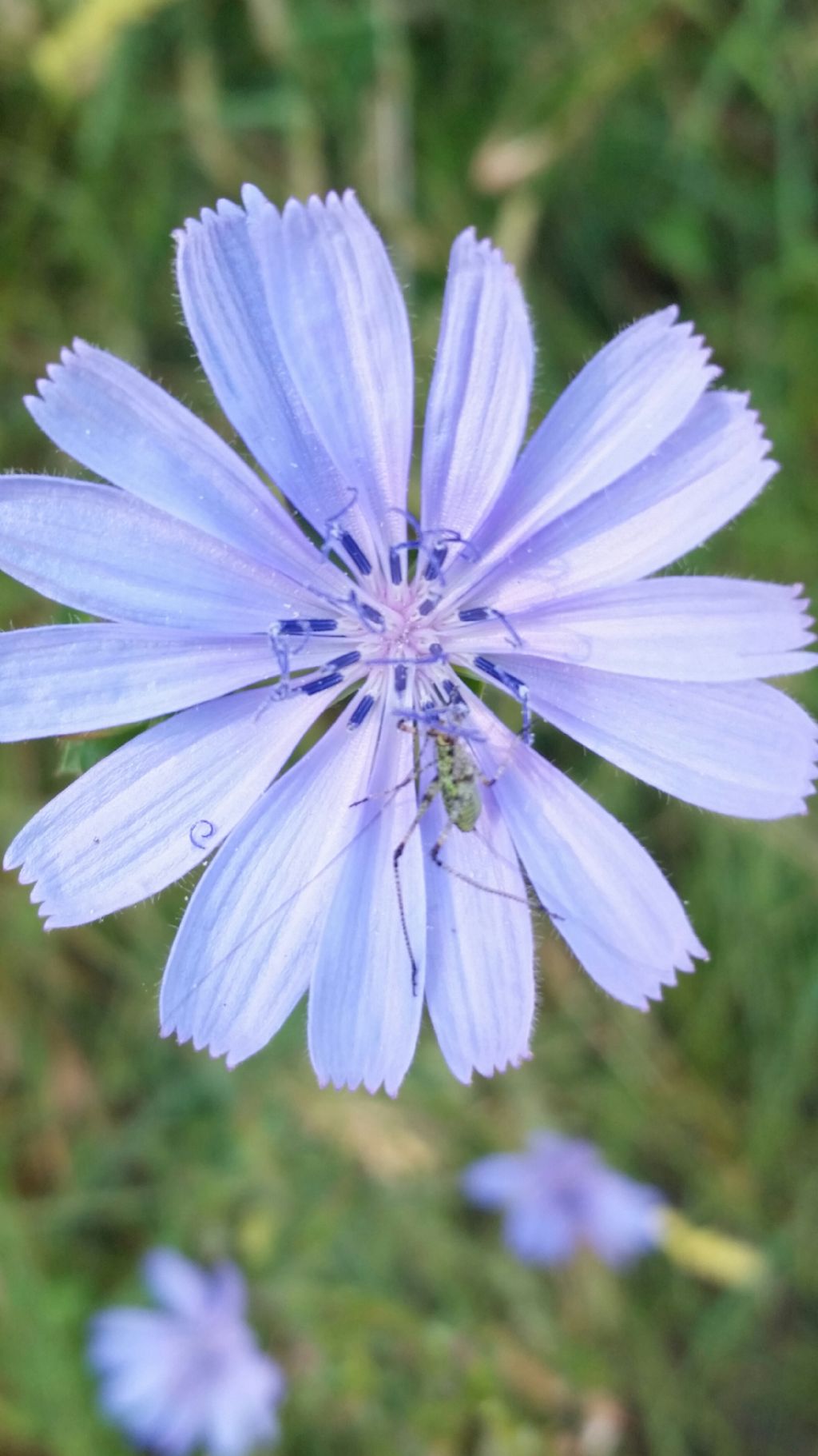 Cichorium intybus